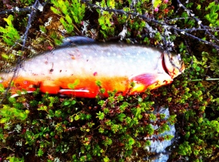 Nieri� (Rautu) 820 g